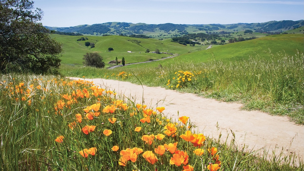 Landscape shot with blue sky, sandy path, and orange poppies in the foreground.